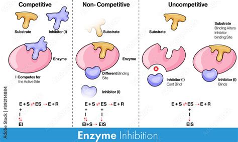 Competitive Inhibition Of Enzymes Quizlet at Joan Craig blog