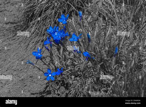 Image result for Color Isolation