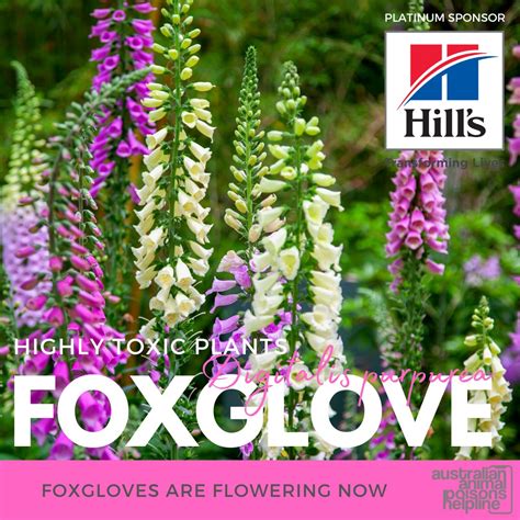 Foxglove Poison