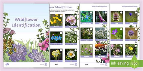Wildflower Identification Booklet - Science - KS2 - Twinkl