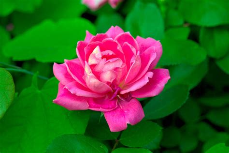 Potted Knock Out Rose Care: How To Grow Knock Out Roses In Containers ...