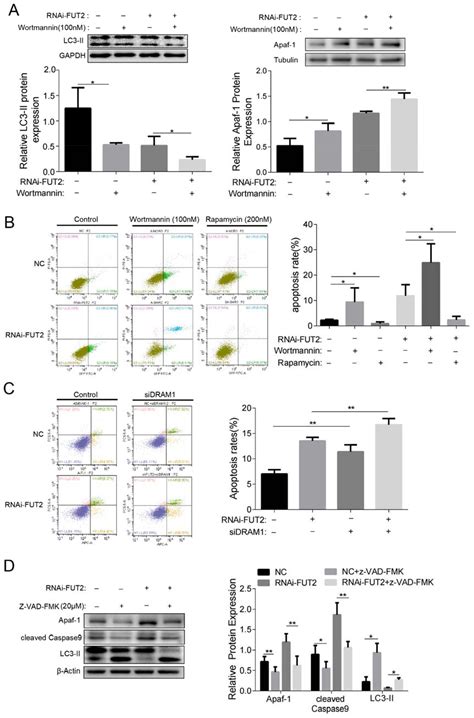 FUT2 Facilitates Autophagy and Suppresses Apoptosis via p53 and JNK ...
