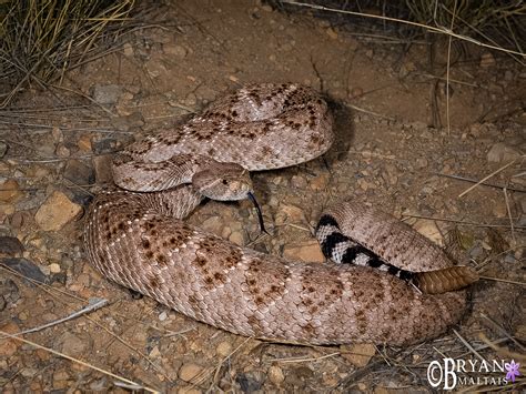 Western Diamondback Rattlesnake, Arizona