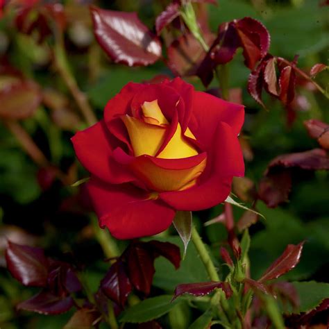 Rosa Floribunda Wekzazette Ketchup & Mustard Rose | SiteOne US