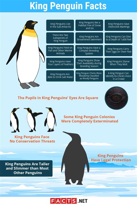 Top 20 King Penguin Facts - Habitat, Diet, Breeding & More - Facts.net