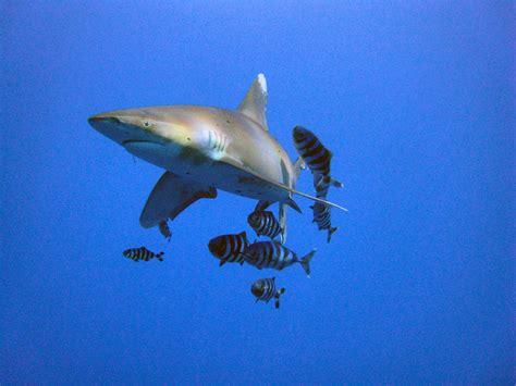 Oceanic Whitetip Sharks: Swimming Toward Extinction | Defenders of Wildlife