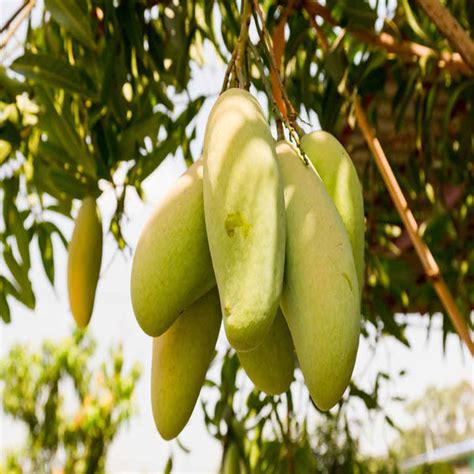 Totapuri Mango (Grafted) - Big Size Plants – Exotic Space
