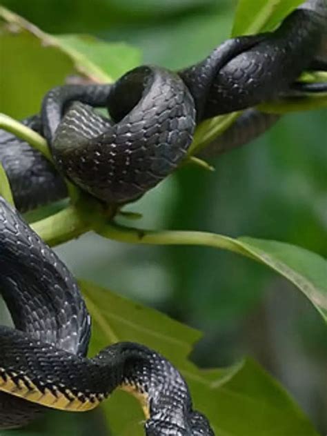 7 most poisonous snakes in India | Times Now