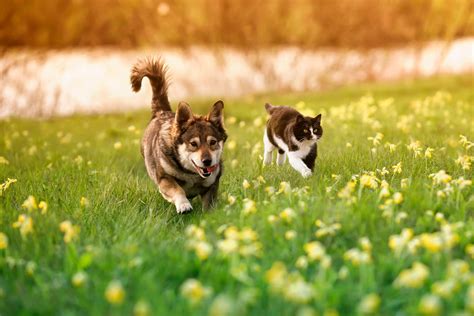 11 Spring Pet Safety Tips You Need to Know - Sunnyside Pet Hospital