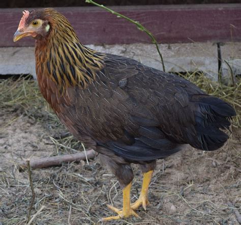 Brown Leghorn Hens DOB 9/15/25 | Hard Run Acres