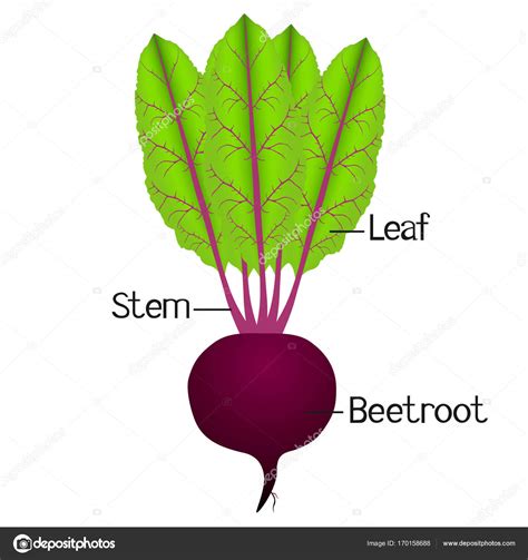 Beyond The Root: A Complete Guide To Edible Parts Of Beetroot