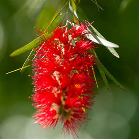 VARA DE SAN JOSE – Vivero El Encanto