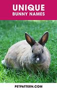 Image result for Funny Bunny Names