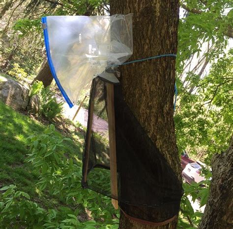 Lantern Fly Traps with Netting 的图像结果