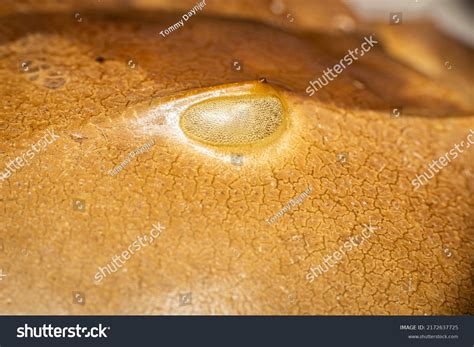 Horseshoe Crab Eye Close Stock Photo 2172637725 | Shutterstock