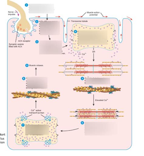 Muscle Contraction Process 的图像结果