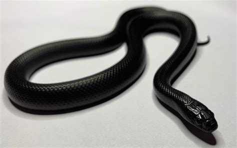 全身黑色的蛇是什么蛇？ - 知乎