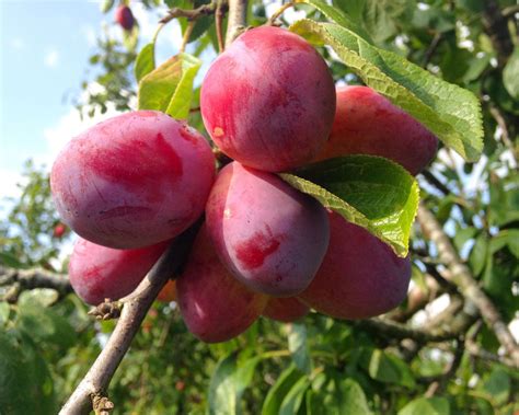 Plum Tree Types 的图像结果