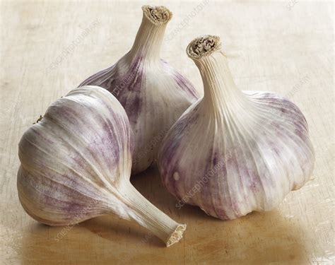 https://media.sciencephoto.com/image/h1104499/800wm/H1104499-Garlic_bulbs.jpg