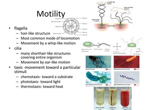 Image result for Course Prokaryotes