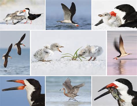Florida Black Skimmers | Bird Photography Tour
