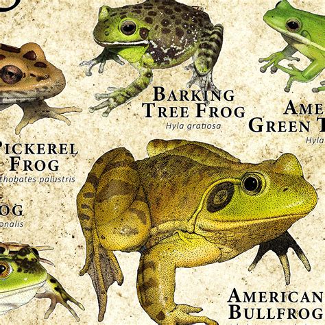 Frogs of North America Poster Print - Etsy | Frog, American green tree ...