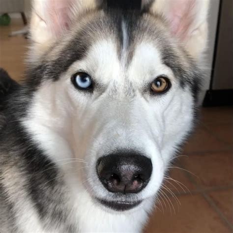 Husky names great name ideas for siberian and alaskan huskies – Artofit