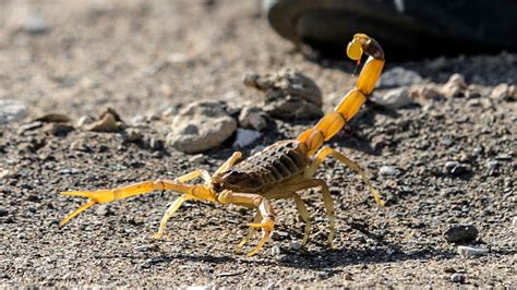 Deathstalker Scorpion Sting Symptoms