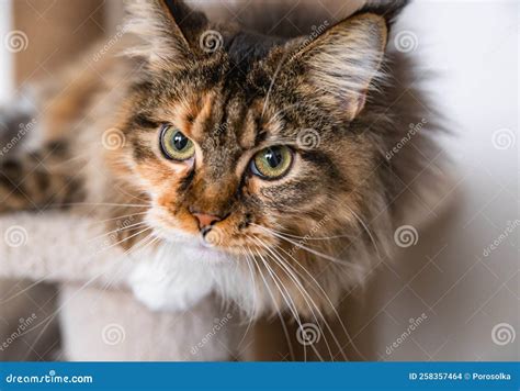 Charming Maine Coon Cat Looking at the Camera on Cat Tree Near the ...