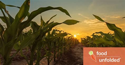 Image result for Local Def