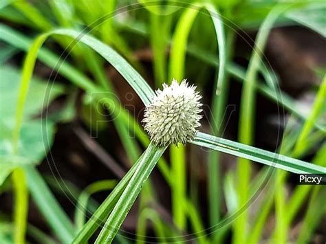 Grass And Flowers
