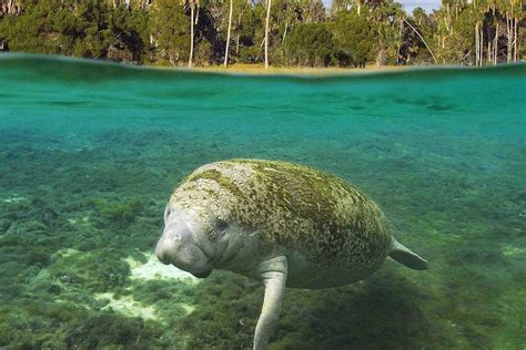 Cute Manatees Sticker Poster|Wall Poster for Decoration|Poster for ...