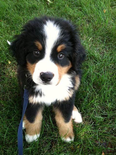 How To Prepare For A Bernese Mountain Dog Puppy at Santiago Vanmatre blog