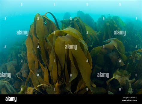 Cold Water Kelp Forest, Spitsbergen, Svalbard Archipelago, Norway Stock ...