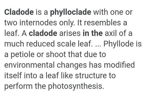 difference Between phylloclades and cladodes - Brainly.in