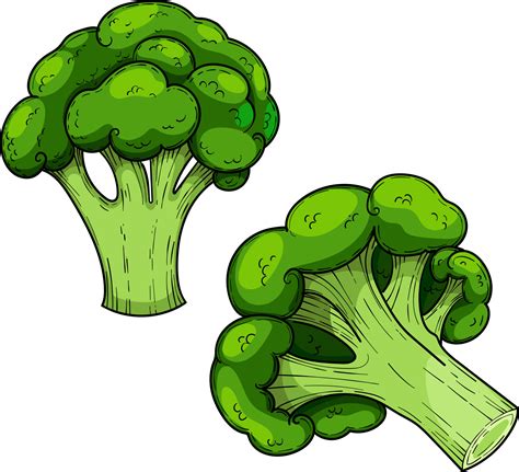 Green cabbage broccoli, hand drawn vector set illustration, vegetable ...