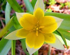 Image result for Spring+Baby+Bunnies