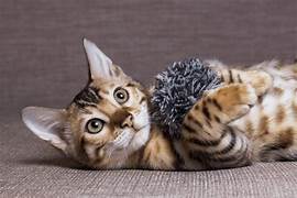 Cat Virus Discovery