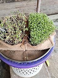 Green Bundle Grow-Your-Own Jute MICROGREENS Kit | 2 Seed Variant with ...