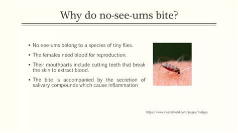Invisible blood sucker: no-see-um (biting midge) | PDF