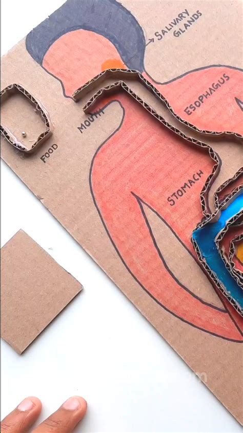 Image result for Digestive System Making Model