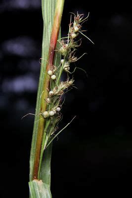 Scleria bracteata Cav. | Plants of the World Online | Kew Science