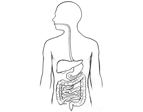 Image result for Digestive System Questions