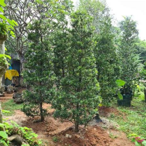 Jual tanaman /pohon lohansung (tinggi 1 meter) - Kab. Bogor - Aqila ...