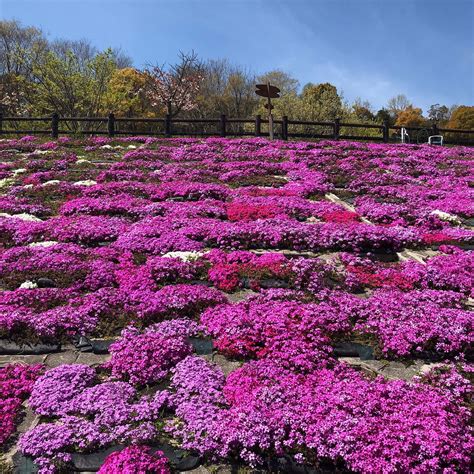 NIGAWAYURINOCHOJI SUBERI MUSEUM (2026) All You Need to Know BEFORE You ...