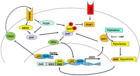 The Role of Indoleamine 2, 3-Dioxygenase in Immune Suppression and ...