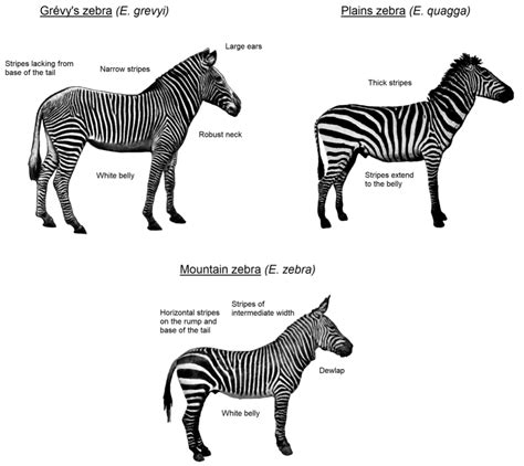 Why Zebras Have Stripes and Other Dazzling Facts