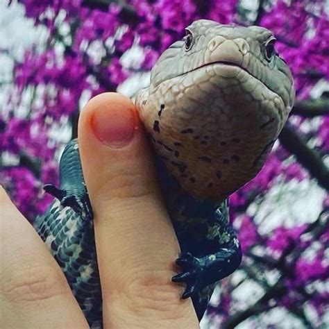 Image result for Spring Lizard
