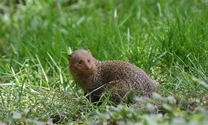Image result for Cutest Mammals