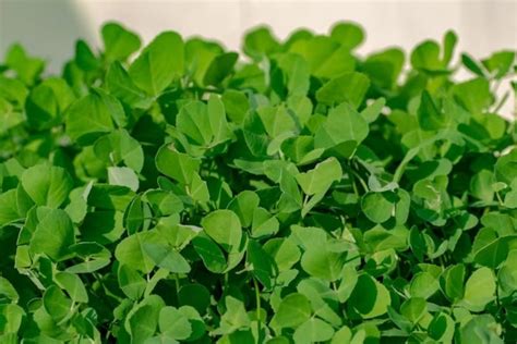 High Blood Sugar Control Tips: খারাপ 'কোলেস্টেরল' চুষে নেয় এই পাতা ...